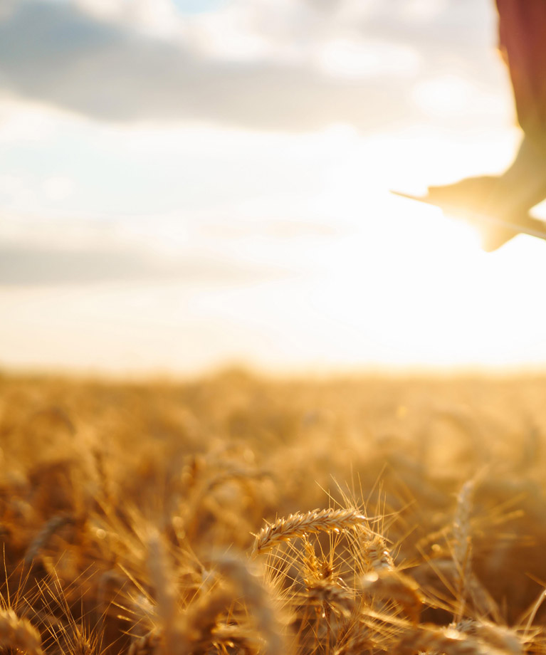 Farmer inspecting wheat at sunrise